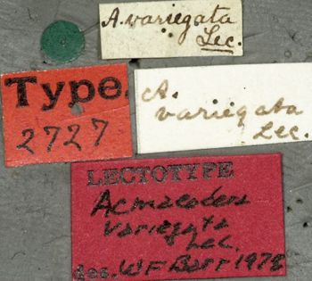 Media type: image;   Entomology 2727 Aspect: labels